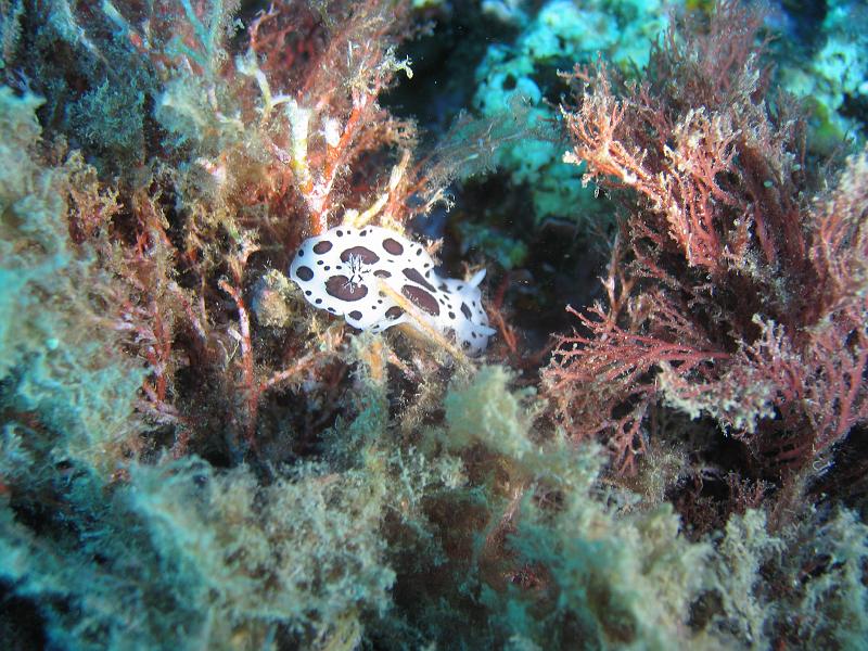 2010-09-12 13-29-49 Ludo.JPG